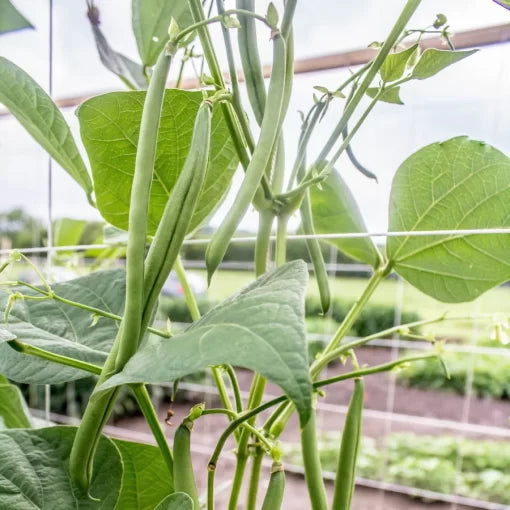Seychelles Pole Bean Seeds Early High-Yield Stringless Pole Beans High Germination Garden Seeds heirloom non-gmo seeds