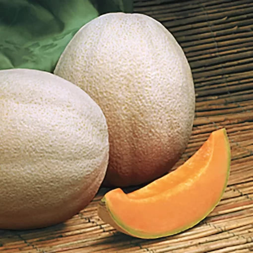 Aphrodite Hybrid Cantaloupe Seeds Large Aromatic Deep-Orange Melons High Germination Garden Seeds heirloom non-gmo seeds