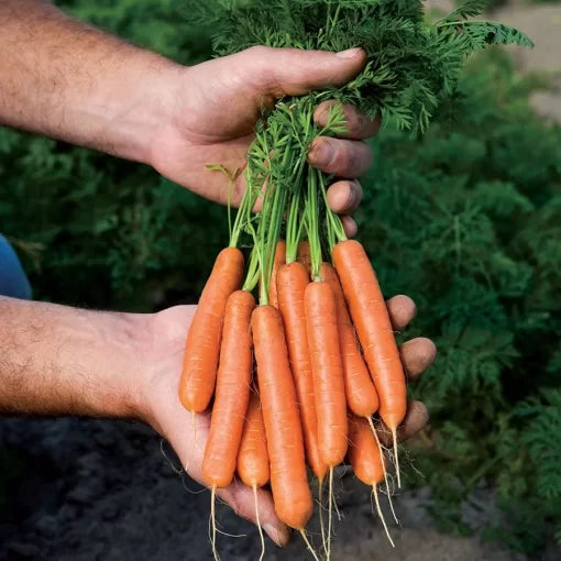 Mini Adelaide Carrot Seeds High Germination Garden Seeds heirloom non-gmo seeds