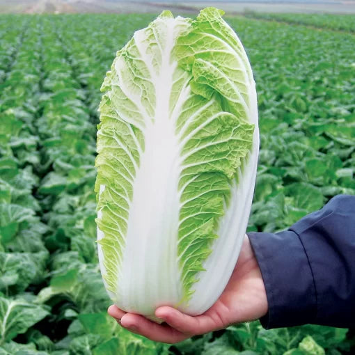 Emiko Hybrid Chinese Cabbage Seeds Crisp Sweet Napa Cabbage High Germination Garden Seeds heirloom non-gmo seeds