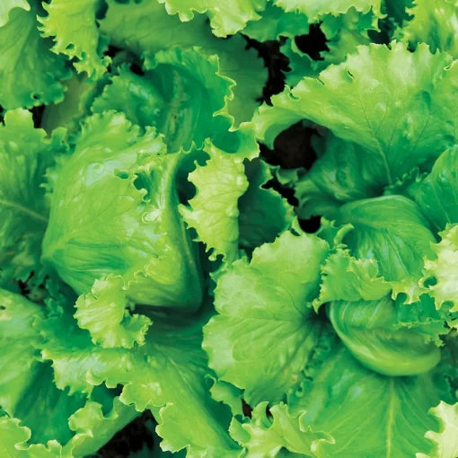 Black Seeded Simpson Lettuce Seeds Tender Frilled Leaf Lettuce High Germination Garden Seeds heirloom non-gmo seeds