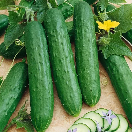 Saladmore Bush Hybrid Cucumber Seeds Early Bush-Type Smooth Cucumbers High Germination Garden Seeds heirloom non-gmo seeds