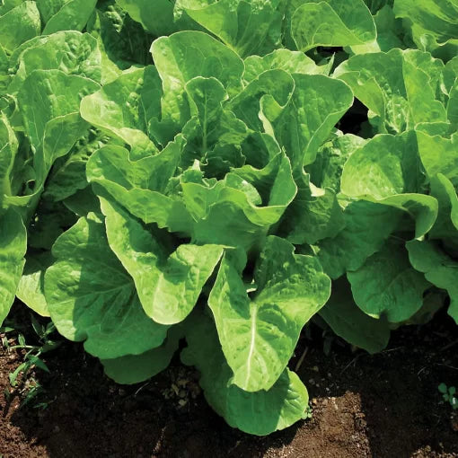 Super Jericho Lettuce Seeds Heat-Tolerant Crisp Romaine Lettuce High Germination Garden Seeds heirloom non-gmo seeds