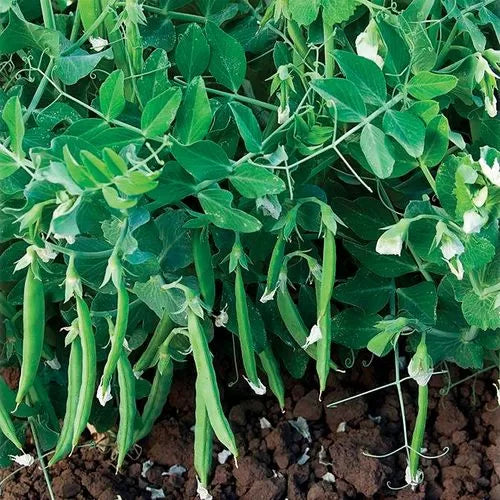 Pea Snak Hero Crisp Sweet Snacking Peas High Germination Garden Seeds heirloom non-gmo seeds