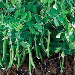 Pea Snak Hero Crisp Sweet Snacking Peas High Germination Garden Seeds heirloom non-gmo seeds