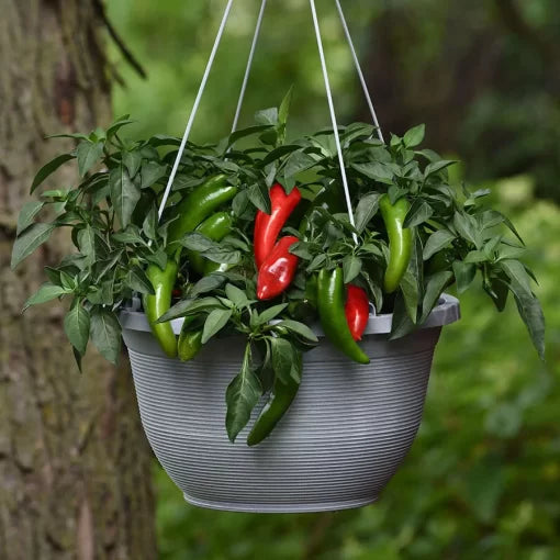 Pot a Peno Pepper Seeds High Germination Garden Seeds heirloom non-gmo seeds