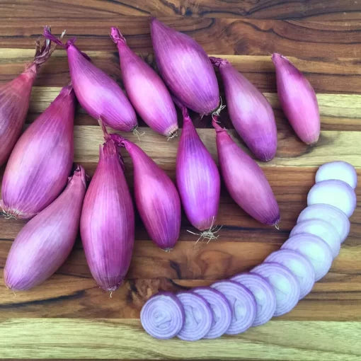 Echallion Creme Brulee Shallot Seeds High Germination Garden Seeds heirloom non-gmo seeds