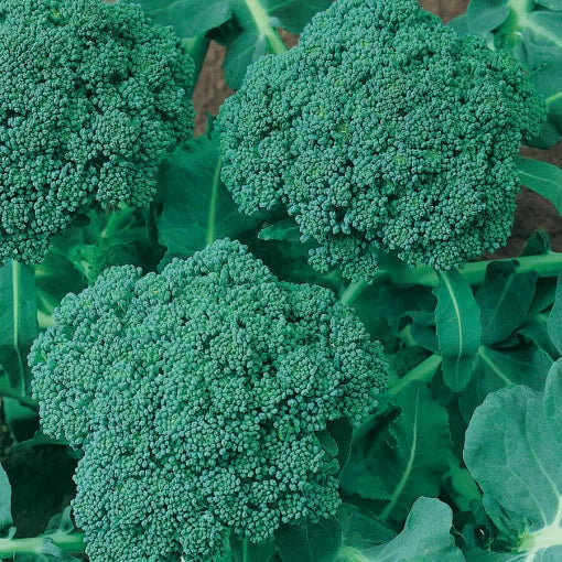 Waltham Broccoli Seeds High Germination Garden Seeds heirloom non-gmo seeds