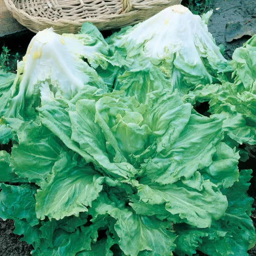 Batavian Full Heart Endive Chicory Mix Seeds High Germination Garden Seeds heirloom non-gmo seeds