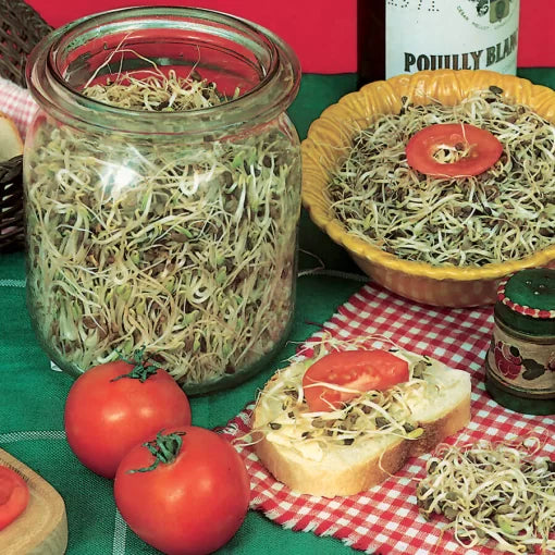 Old Mexico Salad Microgreens Seeds High Germination Garden Seeds heirloom non-gmo seeds