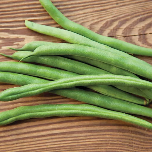 Whopper Bush Bean Seeds High Germination Garden Seeds heirloom non-gmo seeds