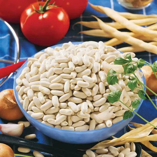 Cannellini Bush Bean Seeds High Germination Garden Seeds heirloom non-gmo seeds