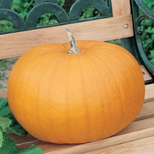 Connecticut Field Pumpkin Seeds High Germination Garden Seeds heirloom non-gmo seeds