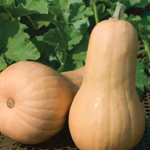 Big Chief F1 Butternut Squash Seeds Large Long-Storing Butternut Squash High Germination Garden Seeds heirloom non-gmo seeds