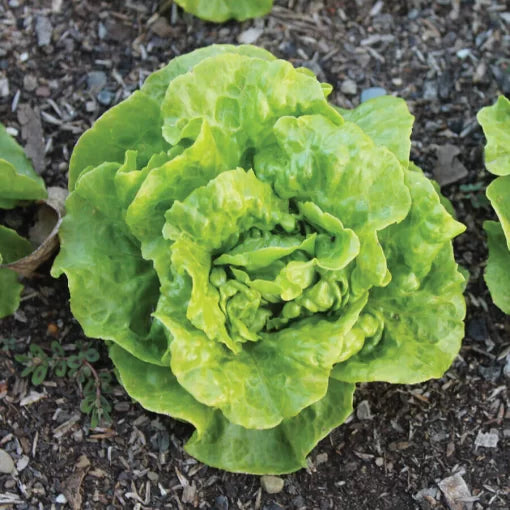 Tom Thumb Butterhead Lettuce Seeds Mini Compact Sweet Butterhead Lettuce High Germination Garden Seeds heirloom non-gmo seeds