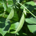 Sugar Ann Sugar Snap Pea Seeds Early Crisp Sweet Snap Peas High Germination Garden Seeds heirloom non-gmo seeds