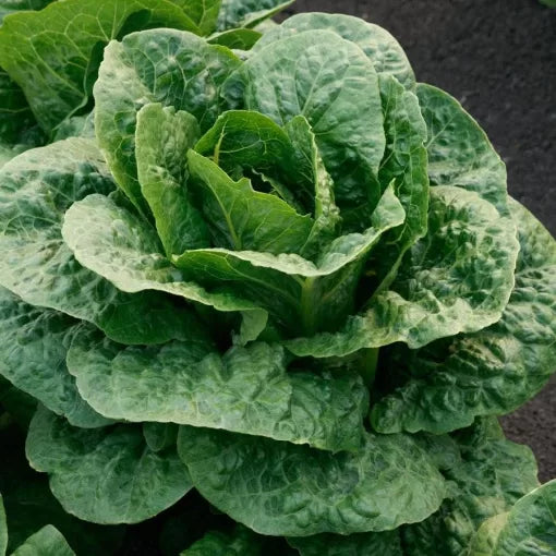 Teton Romaine Lettuce Seeds High Germination Garden Seeds heirloom non-gmo seeds