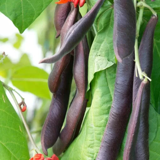Black Knight Runner Bean Seeds Vigorous Purple-Flower Runner Beans High Germination Garden Seeds heirloom non-gmo seeds