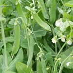 Champion of England Pea Seeds Tall Sweet Classic English Peas High Germination Garden Seeds heirloom non-gmo seeds