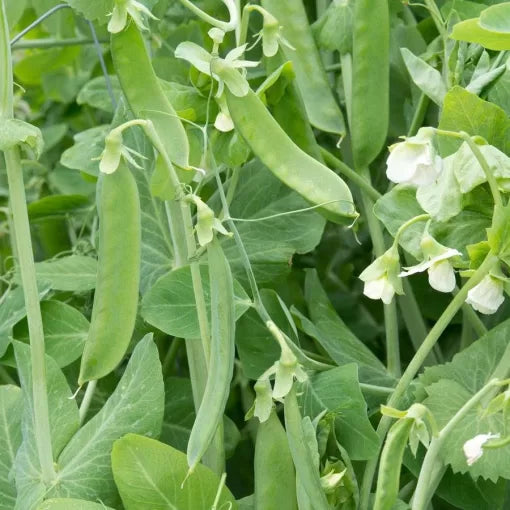 Champion of England Pea Seeds Tall Sweet Classic English Peas High Germination Garden Seeds heirloom non-gmo seeds