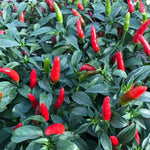 Quickfire Hot Pepper Seeds Early Extra-Hot Thin-Walled Peppers High Germination Garden Seeds heirloom non-gmo seeds