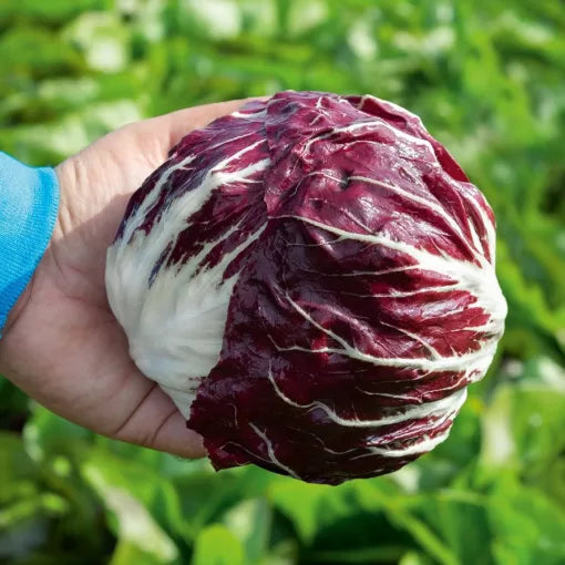 Vivaldi F1 Radicchio Seeds Tender Mild Italian Radicchio Heads High Germination Garden Seeds heirloom non-gmo seeds