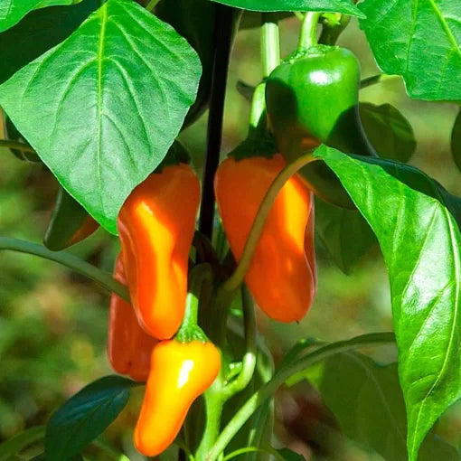 Bites Orange Edible Pepper Seeds Compact Orange Snacking Peppers High Germination Garden Seeds heirloom non-gmo seeds