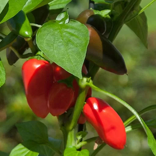 Bites Red Edible Potted Pepper Seeds Crisp Red Mini Snack Peppers High Germination Garden Seeds heirloom non-gmo seeds