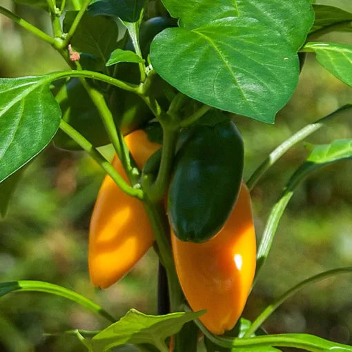 Bites Yellow Edible Potted Pepper Seeds Sweet Yellow Mini Peppers High Germination Garden Seeds heirloom non-gmo seeds