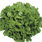 Endive Perlita Seeds High Germination Garden Seeds heirloom non-gmo seeds