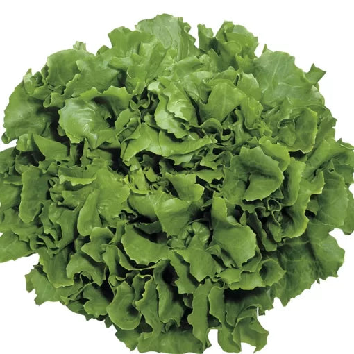 Endive Perlita Seeds High Germination Garden Seeds heirloom non-gmo seeds