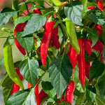 Hot Fajita Edible Potted Pepper Seeds Compact Spicy Patio Pepper Plants High Germination Garden Seeds heirloom non-gmo seeds