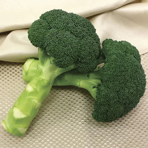 Green Magic Hybrid Broccoli Seeds Uniform Tight Blue-Green Broccoli Heads High Germination Garden Seeds heirloom non-gmo seeds