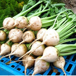 Avalanche Beet Seeds Pure White Sweet Root Beets High Germination Garden Seeds heirloom non-gmo seeds