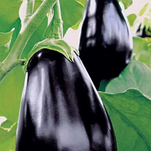 Amadeo Eggplant Seeds Tender Thornless High-Yield Eggplants High Germination Garden Seeds heirloom non-gmo seeds