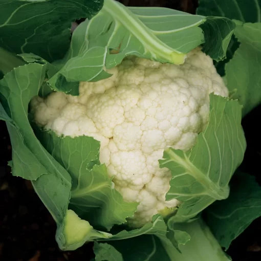 Cauliflower Freedom Hybrid Seeds High Germination Garden Seeds heirloom non-gmo seeds