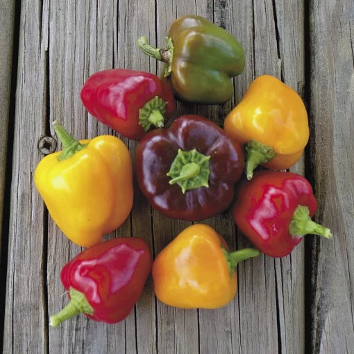 Petite Colour Blend Hybrid Pepper Seeds Multicolor Mini Sweet Peppers High Germination Garden Seeds heirloom non-gmo seeds