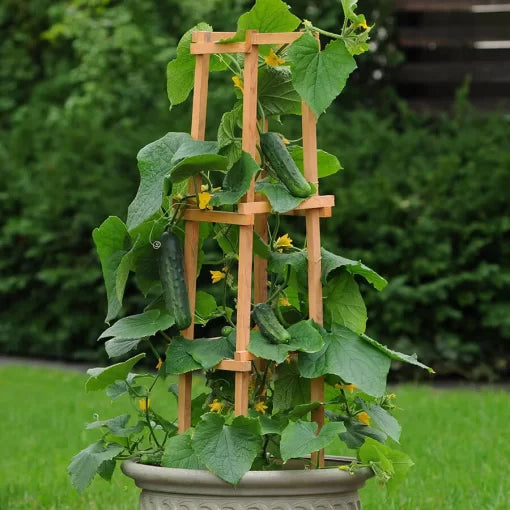 Patio Snacker Cucumber Seeds High Germination Garden Seeds heirloom non-gmo seeds