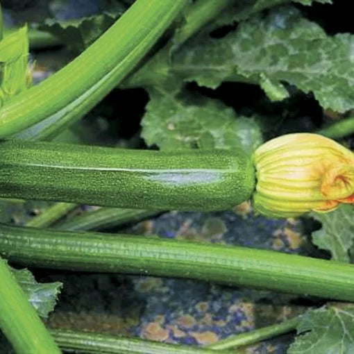 Partenon Hybrid Squash Seeds Dark Green Parthenocarpic Zucchini High Germination Garden Seeds heirloom non-gmo seeds