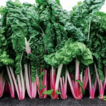 Peppermint Swiss Chard Seeds High Germination Garden Seeds heirloom non-gmo seeds