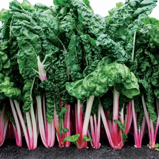 Peppermint Swiss Chard Seeds High Germination Garden Seeds heirloom non-gmo seeds
