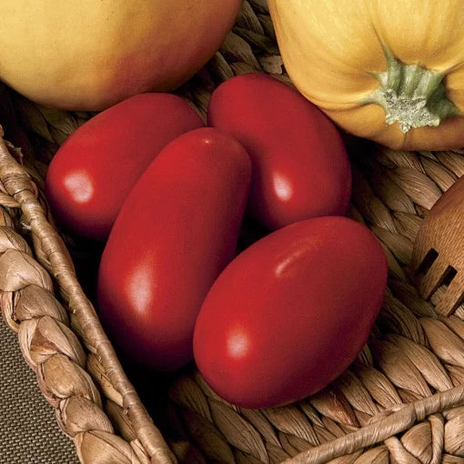 Supremo Hybrid Tomato Seeds Early Red Roma-Style Paste Tomatoes High Germination Garden Seeds heirloom non-gmo seeds