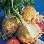 Monarch Celeriac Seeds Smooth Aromatic Celery Root Bulbs High Germination Garden Seeds heirloom non-gmo seeds