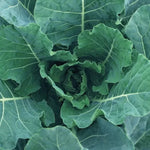 Bulldog Hybrid Collard Seeds Thick Dark-Green Heat-Tolerant Collards High Germination Garden Seeds heirloom non-gmo seeds