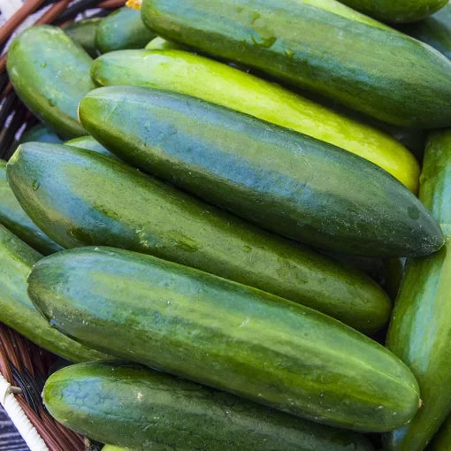Sir Crunch A Lot Cucumber Seeds High Germination Garden Seeds heirloom non-gmo seeds