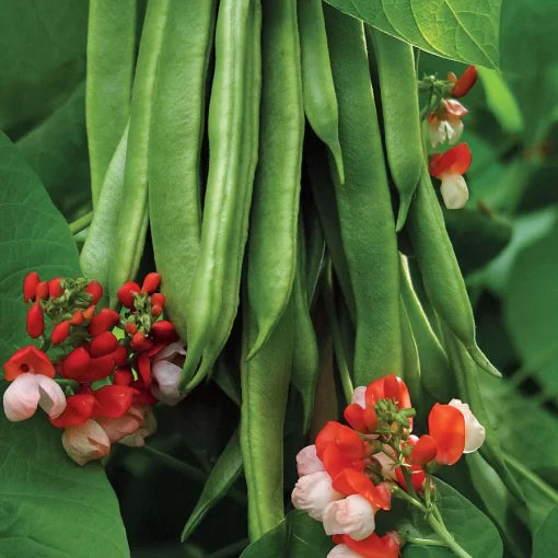 Tenderstar Bean Seeds Extra-Tender High-Yield Bush Beans High Germination Garden Seeds heirloom non-gmo seeds
