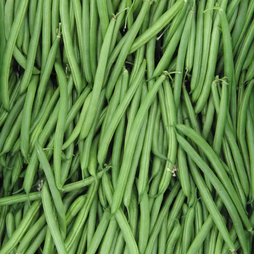 Endeavour Bush Bean Seeds High Germination Garden Seeds heirloom non-gmo seeds