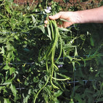 Orient Wonder Yardlong Bean Seeds Extra-Long Tender Asian Beans High Germination Garden Seeds heirloom non-gmo seeds