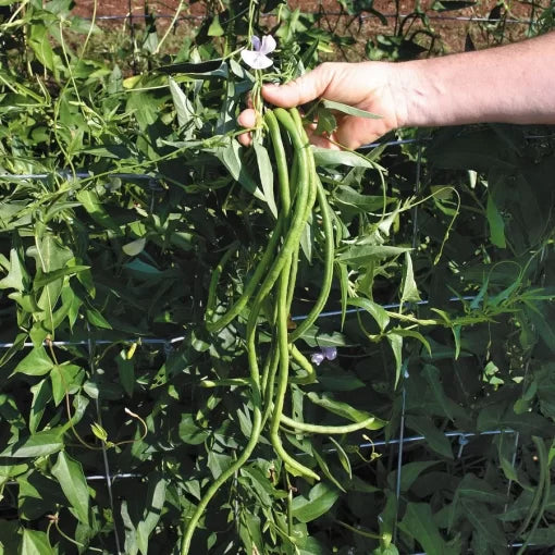 Orient Wonder Yardlong Bean Seeds Extra-Long Tender Asian Beans High Germination Garden Seeds heirloom non-gmo seeds