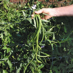 Orient Wonder Yardlong Pole Bean Seeds Extra-Long Tender Asian Beans High Germination Garden Seeds heirloom non-gmo seeds